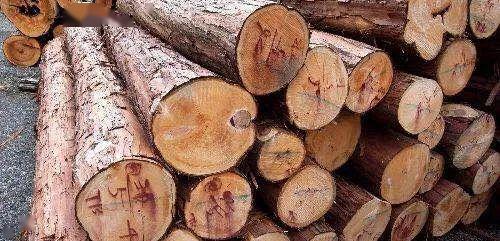 木材深读 设计师必备的木材知识与应用艺术