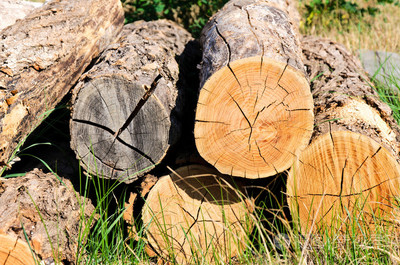 木材之美 从自然纹理到商业应用